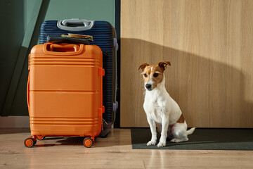 Obraz na płótnie Canvas Small dog waiting for home leaving with packed suitcases. Jack Russell Terrier dog sits on the floor near luggage at door. Concept of traveling with pets