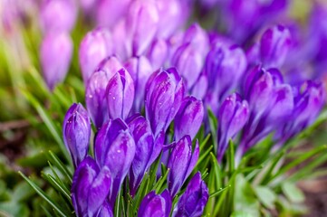 A close-up captures the beauty of vivid purple crocuses, announcing the arrival of spring in a...