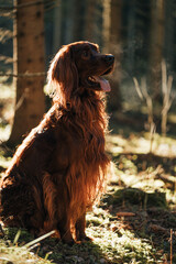 Irish setter in morning light in swedish forest