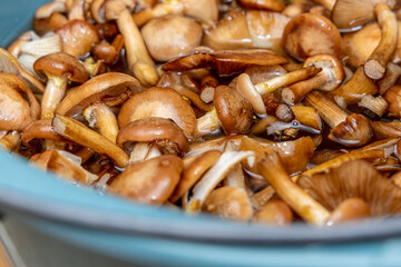 Delicious honey mushrooms in a ceramic plate . Honey fungus (Armillaria mellea) mushrooms in the bowl. Selective focus. Shallow depth of field.Mushrooms in a saucepan.
