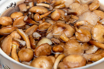 Delicious honey mushrooms in a ceramic plate . Honey fungus (Armillaria mellea) mushrooms in the bowl. Selective focus. Shallow depth of field.Mushrooms in a saucepan.