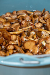 Delicious honey mushrooms in a ceramic plate . Honey fungus (Armillaria mellea) mushrooms in the bowl. Selective focus. Shallow depth of field.Mushrooms in a saucepan.