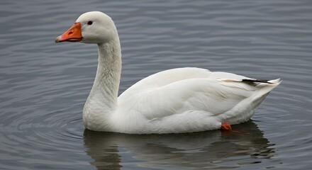 Fototapeta premium Swan Swimming Peacefully on the Water Surface