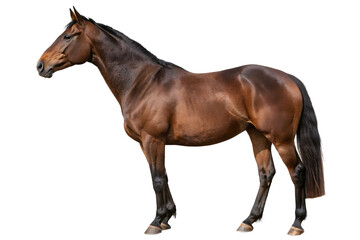 Obraz premium Horse isolated on white background