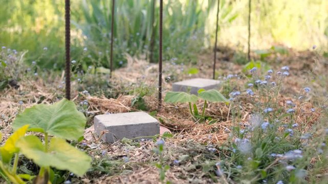 Young vegetable plants grow in a mulched garden bed with buried oyas for irrigation, surrounded by metal stakes and blooming wildflowers.