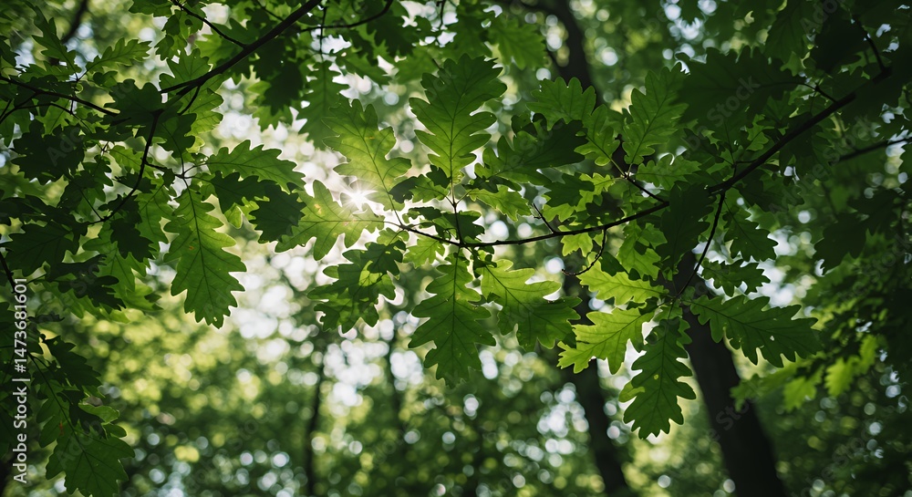 Poster low angle view of oak leaves with dappled sunlight filtering through canopy creating bokeh effect in