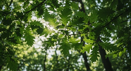 Fototapeta premium Low Angle View of Oak Leaves with Dappled Sunlight Filtering Through Canopy Creating Bokeh Effect in High Key Lighting of Green Foliage