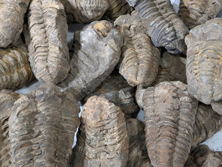 old trilobite fossil