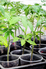 Tomato seedlings for further crop cultivation.