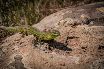 lizard on the stone
