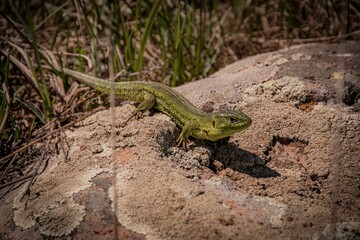 lizard on the stone