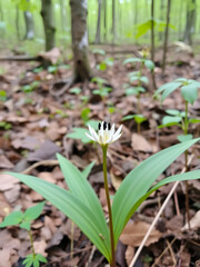 Queen's Cup - Clintonia uniflora in the Forest