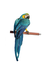 blue and gold macaw standing on a perch isolated on white background. This has clipping path.