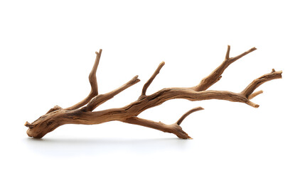 Fototapeta premium Dry branch of dead tree with cracked dark bark wood background isolated on white background
