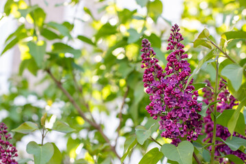 Vibrant purple flowers grow beautifully on a lush green tree