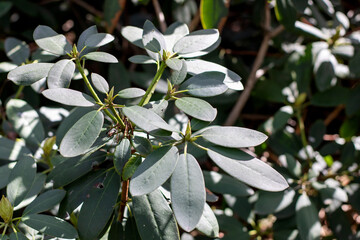 A detailed close up view of a vibrant plant that has numerous leaves