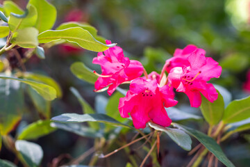 A beautiful bush featuring delicate pink flowers and vibrant green leaves