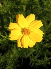 Bright yellow flower on green background