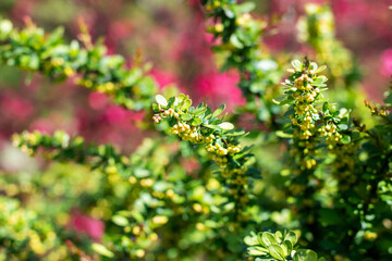 A close up of a bush with vibrant green leaves and yellow flowers