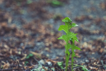 New life emerges from the soil, signaling the arrival of spring in a lush garden setting