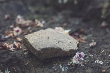 Exploring the beauty of nature in a quiet moment amongst stones and delicate petals on a rocky surface
