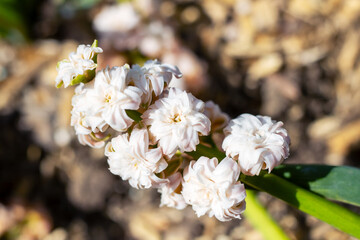 A closeup of beautiful white flowers on a thriving plant