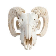 Ram skull showing horns and teeth on white background