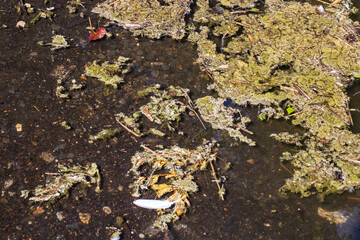 A single white feather is gently floating on the surface of a body of water