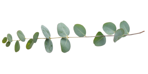 eucalyptus branch isolated on white background