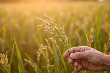 A wrinkled hand holding rice stalk In style of professional documentary photography For editorial articles, NGO websites and farming campaigns during golden hour in soft tone