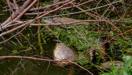 Dead fish in the lake. Selective focus