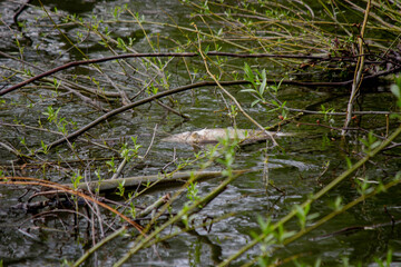 Dead fish in the lake. Selective focus