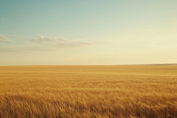 Obraz premium Golden wheat field under a clear blue sky.