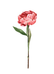 Watercolor hand-painted illustration of  delicate pink Peon flower. Isolated on a transparent background