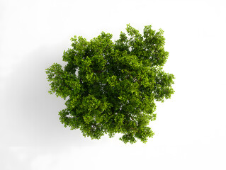 Fototapeta premium 3d Photorealistic green tree cluster, top view, isolated on white backdrop