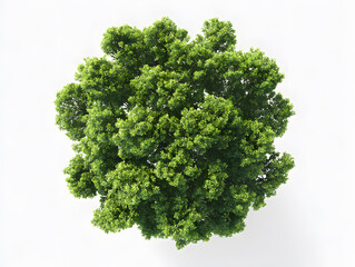 Fototapeta premium 3d Photorealistic green tree cluster, top view, isolated on white backdrop