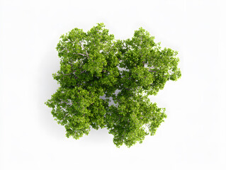 Fototapeta premium 3d Photorealistic green tree cluster, top view, isolated on white backdrop