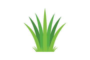 green grass isolated on white