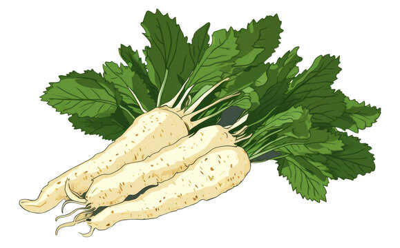 white radishes with green leaves on white clip art preview