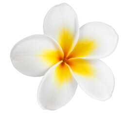 frangipani flower: white and yellow plumeria on white background