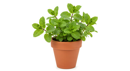 Fototapeta premium Fresh Mint Plant in Terracotta Pot, Isolated on White