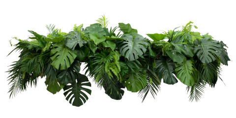 tropical greenery isolated on white background.