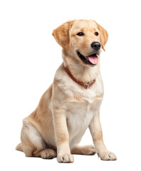 Obraz premium A friendly golden retriever dog with a happy expression, sitting calmly and looking directly at the camera. Concept of loyalty, companionship, and pet photography