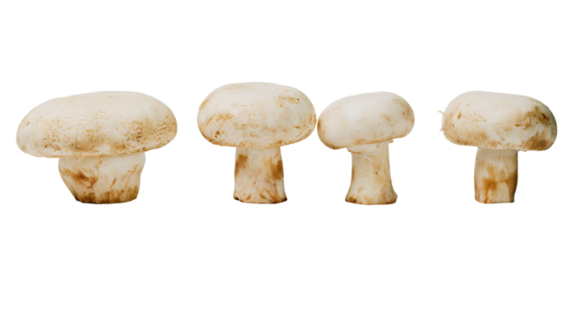 Several grown mushrooms in a standing position.