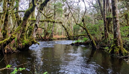 Obraz premium river in the forest