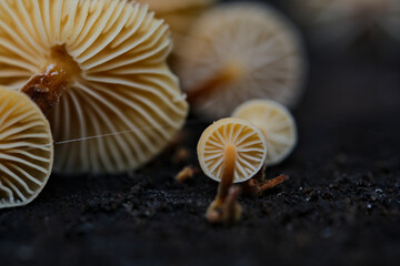 underside of small mushrooms Flammulina velutipes. Edible mushrooms Flammulina velutipes known as Golden Needle