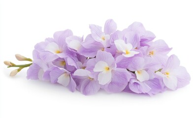 Obraz premium Delicate cluster of lavender flowers