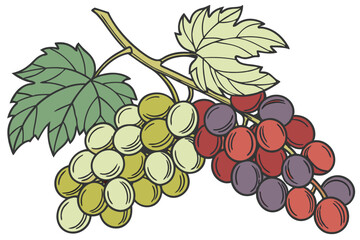 fresh_produce,colorful_grapes,vibrant_colors,bunch_of_grapes,variety_of_grapes,green_leaves,healthy_food,natural_lighting,high_quality_image,detailed_texture