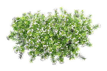 Obraz premium sprig of rosemary
