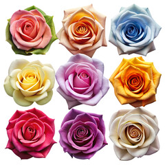 Beautiful Assorted Roses Colorful Rose Collection isolated on transparent background